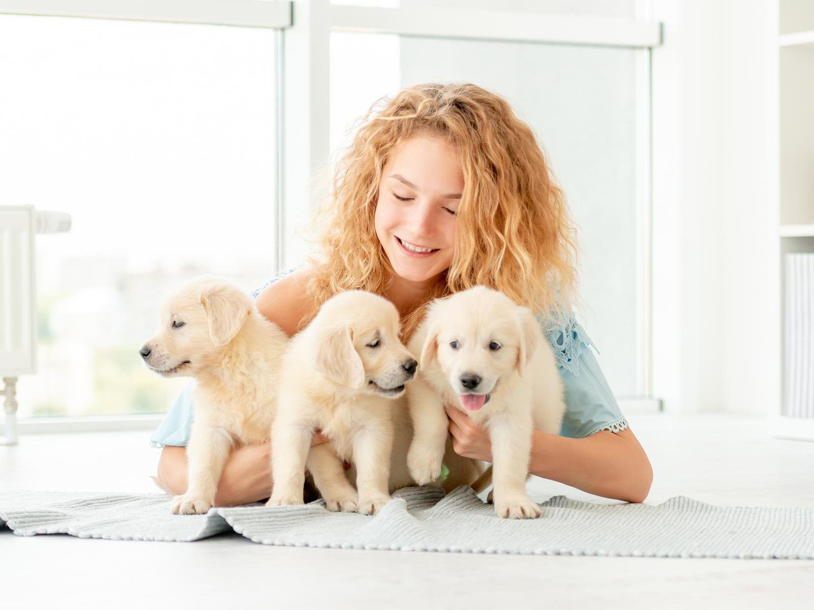 Jak kąpać szczeniaki Golden retrivera?