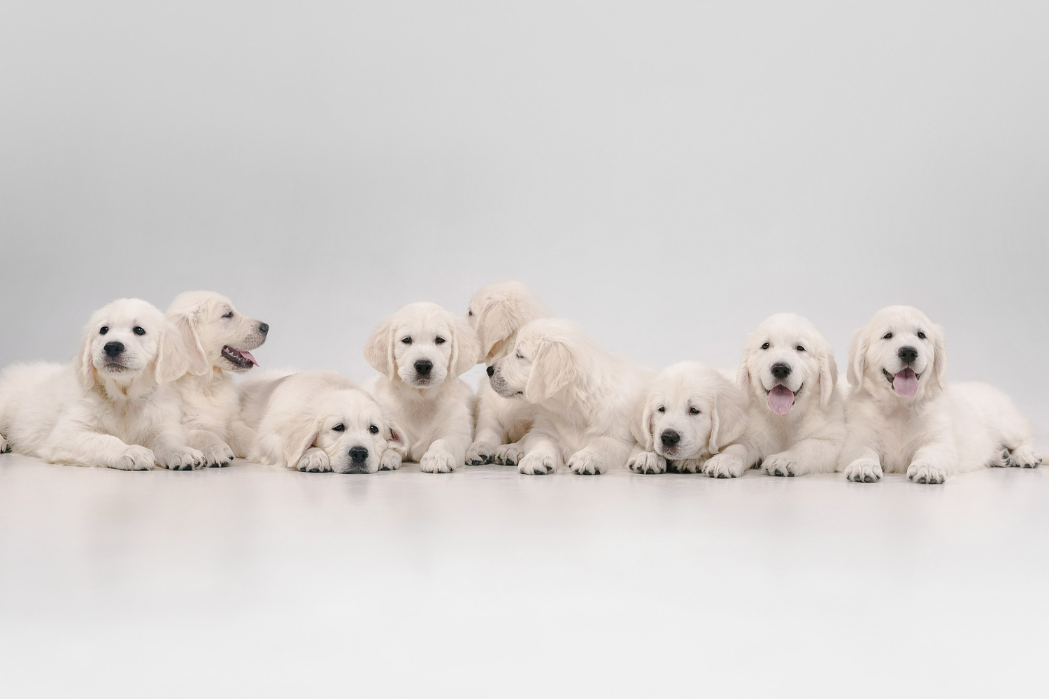 Jaki szampon wyrabać dla szczeniaków Golden retrivera?
